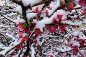 Baharla birlikte çiçek açan ağaçlar karla kaplandı