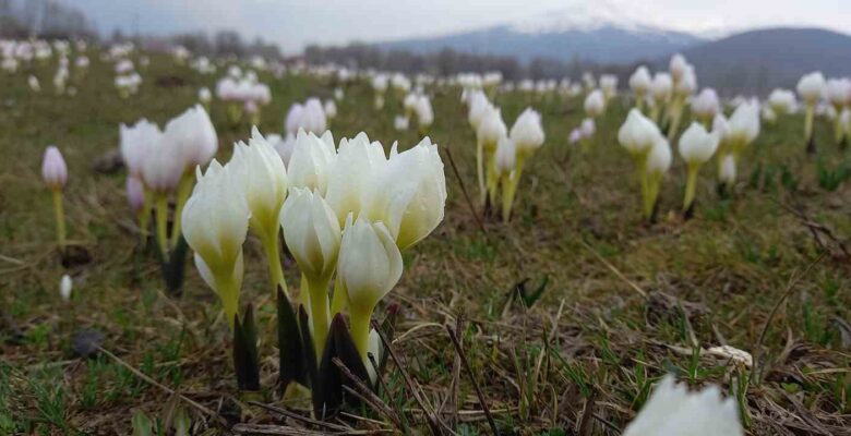 Bitlis’te baharın müjdecisi kardelenler açtı