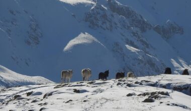Munzur Dağlarının bir başka güzellikleri: “Yılkı atları”