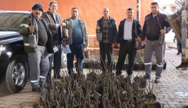 Nazilli’de 30 bin incir fidanı toprakla buluşuyor