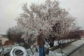 Yozgat’ta çiçek açan erik ağacı kar altında kaldı