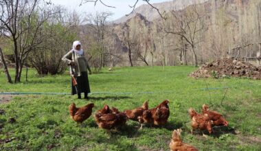 68 yaşındaki Gülistan teyze, omzunda tüfekle tavuk nöbeti tutuyor