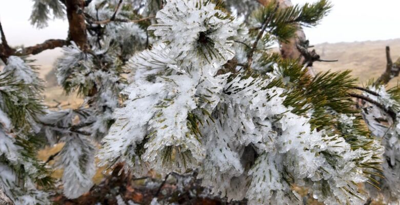 Abant’ta çam ağaçlarının yaprakları buz tuttu