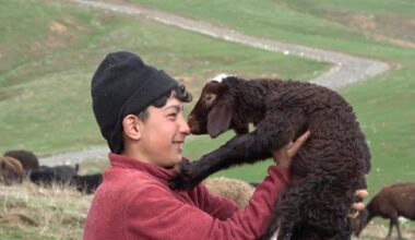 Annesinin reddettiği kuzuya küçük çoban sahip çıktı