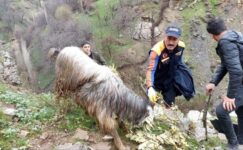 Batman’da kayalıklarda mahsur kalan 6 keçi kurtarıldı