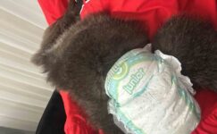 Bebek bezli yavru ayı ‘Yogi’ evin maskotu oldu