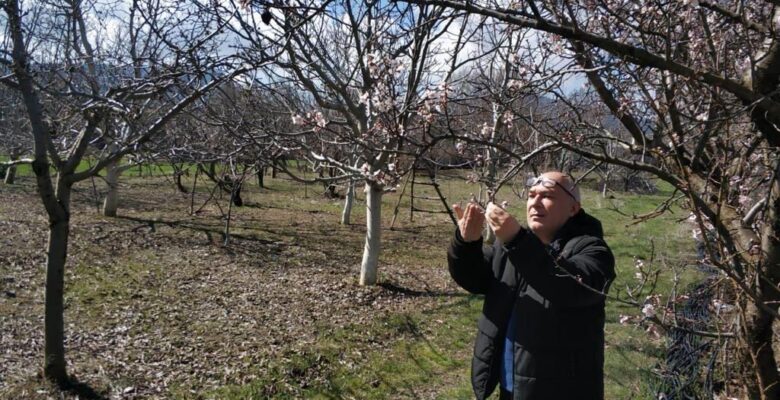 Beyşehir’de ekili alanlar ve meyve bahçelerinde hastalık taraması