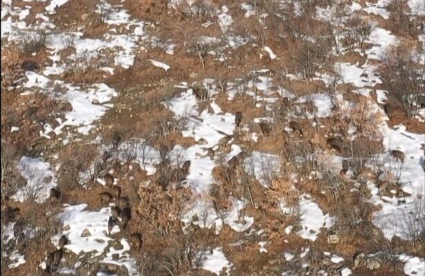 Bingöl’de domuz sürüsü dron ile görüntülendi