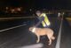Bingöl’de sokak hayvanlarına reflektif tasma takıldı