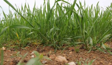 Buğdaydan sevindirici haber: Yağışlar buğdayı kalkındırdı