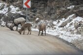Buzlanmayı önlemek için yola dökülen tuzlar dağ keçilerine yaradı