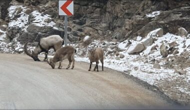 Buzlanmayı önlemek için yola dökülen tuzlar dağ keçilerine yaradı