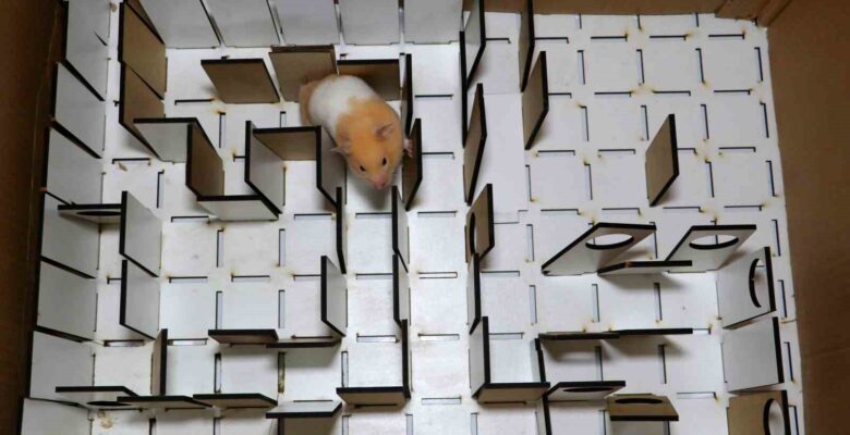 Depremde hamsterlar, hayat kurtaran köpeklere rakip olabilir