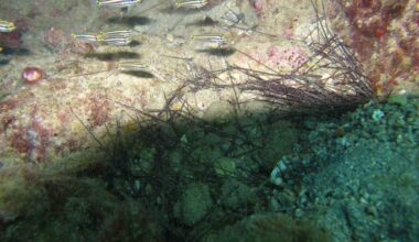 İstilacı dikenli zehirli deniz kestanesi popülasyonunda toplu ölümler yaşanıyor