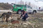 Jandarma ekipleri Sokak Hayvanlarını Koruma Günü’nde hayvanları unutmadı