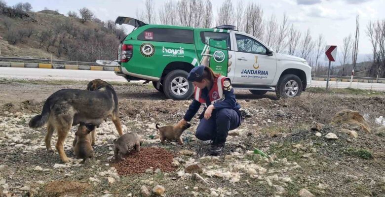 Jandarma ekipleri Sokak Hayvanlarını Koruma Günü’nde hayvanları unutmadı