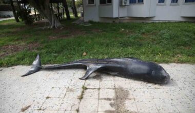 Mersin’de dev yunus balığı ölü olarak karaya vurdu