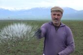 Muş Ovası’ndaki buğday tarlaları gübreleniyor