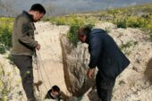 Şanlıurfa’da çukurda mahsur kalan çöl kirpisi kurtarıldı