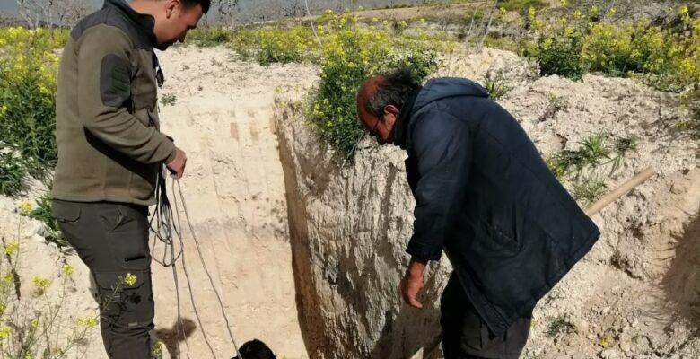 Şanlıurfa’da çukurda mahsur kalan çöl kirpisi kurtarıldı