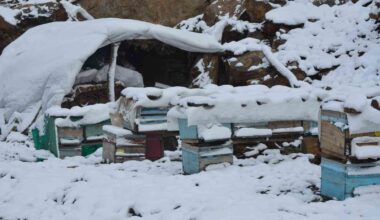 Şırnak’ta kar yağışı hayvanları ve bitkileri olumsuz etkiledi