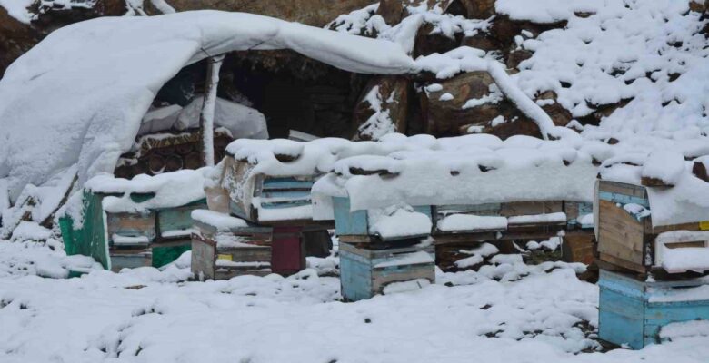 Şırnak’ta kar yağışı hayvanları ve bitkileri olumsuz etkiledi