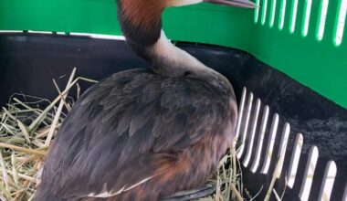 Tedavisi tamamlanan yaralı bahri kuşu, Hersek Lagünü’nde doğaya bırakıldı