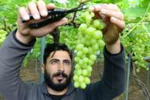Turfanda üzüm çıktı, ilk siparişler Ortadoğu ve Rusya’dan