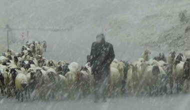 Van’ın yüksek kesimlerine kar yağdı, çobanlar zor anlar yaşadı