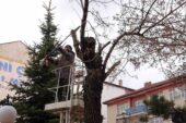 Yozgat Belediyesi ağaçlara bahar bakımı yapıyor