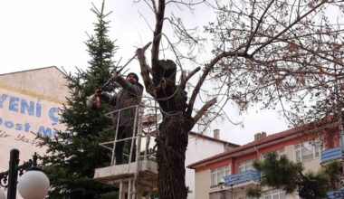 Yozgat Belediyesi ağaçlara bahar bakımı yapıyor