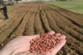 Amasya’da çiftçilere yem bitkisi tohumu dağıtıldı