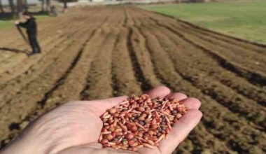 Amasya’da çiftçilere yem bitkisi tohumu dağıtıldı