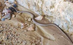Elazığ’da 1,5 metre uzunluğunda yarı zehirli kocabaş yılanı görüntülendi