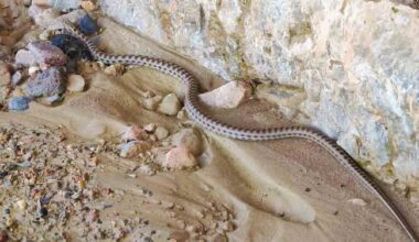 Elazığ’da 1,5 metre uzunluğunda yarı zehirli kocabaş yılanı görüntülendi