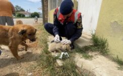 Jandarma’dan sokak hayvanlarına şefkat eli