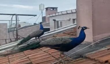 Tavus kuşları çatılarda geziyor, görenler şaşırıp kalıyor