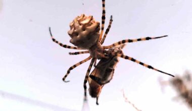 Ayvalık’ta dünyanın en zehirli örümcek türlerinden biri görüntülendi