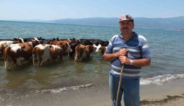 Balıkesir’de sıcaktan bunalan inekler soluğu denizde alıyor