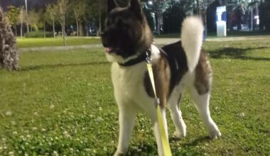 İzmir’de vahşet: Köpeği tekmeleyerek öldürdü