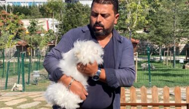 Ankara tavşanından Türkiye’de sadece 25 tane kaldı