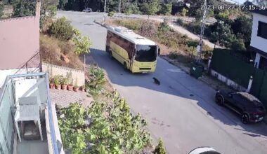 Tuzla’da özel halk otobüsü yolda yatan köpeği ezdi