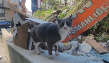 Sultangazi’de kayıp kedileri bulmak için camiden anons yapıldı