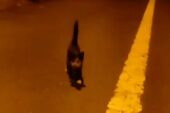 Arnavutköy’de otoyol kenarındaki yavru kedi tır sürücüsünün dikkati sayesinde kurtuldu