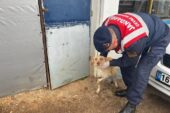 Jandarmadan yaralı hayvanlara yardım eli
