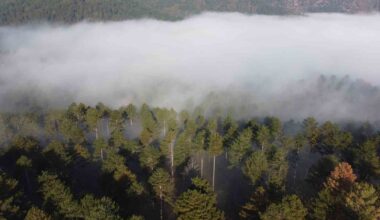 Kazdağları ormanları bulutların içinde kayboldu