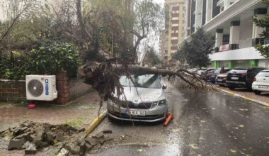 Beylikdüzü’nde şiddetli rüzgar nedeniyle ağaç, bir kadının üzerine devrildi