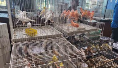 Eyüpsultan’da Kanarya ve Kafes Kuşları Festivali ziyaretçilerini ağırlamaya devam ediyor