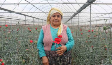 Sevgililerin çiçekleri İzmir’den: 14 Şubat öncesi hasat yoğunluğu