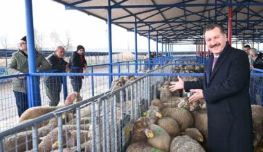 Balıkesir Büyükşehir, Sındırgı’da 550 damızlık dağıttı